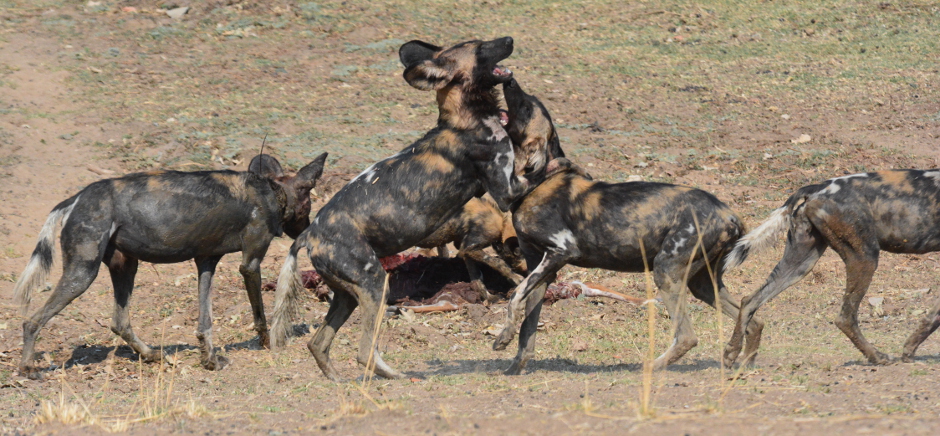 zambia visitors guide