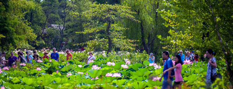 Kenilworth Aquatic Gardens, Washington DC - Free Fun Guides