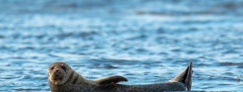 native wildlife california