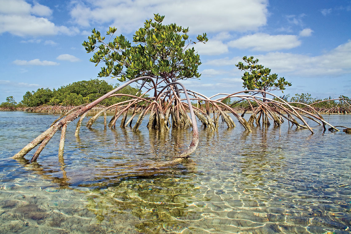 Bonefish Pond