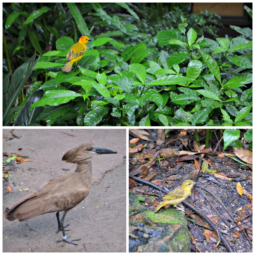 disney animal kingdom, backstage tales tour