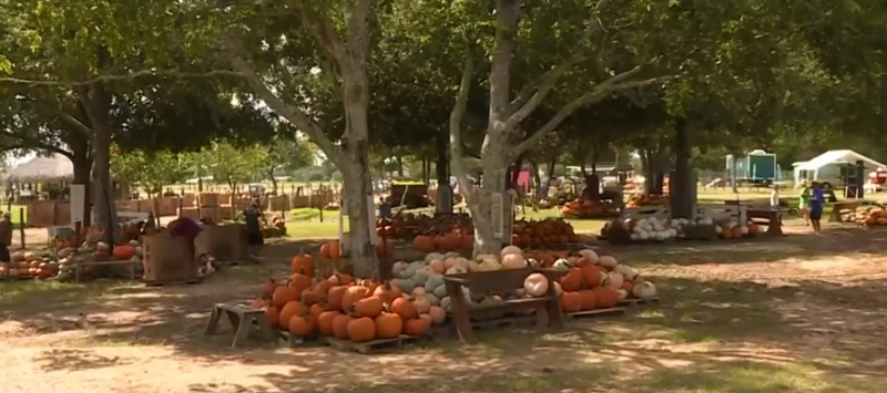 Blessington Farms Fall Pumpkins