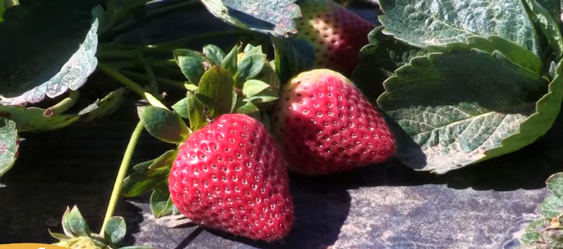 Blessington Farms – Strawberry Farm & Petting Zoo near Houston Texas