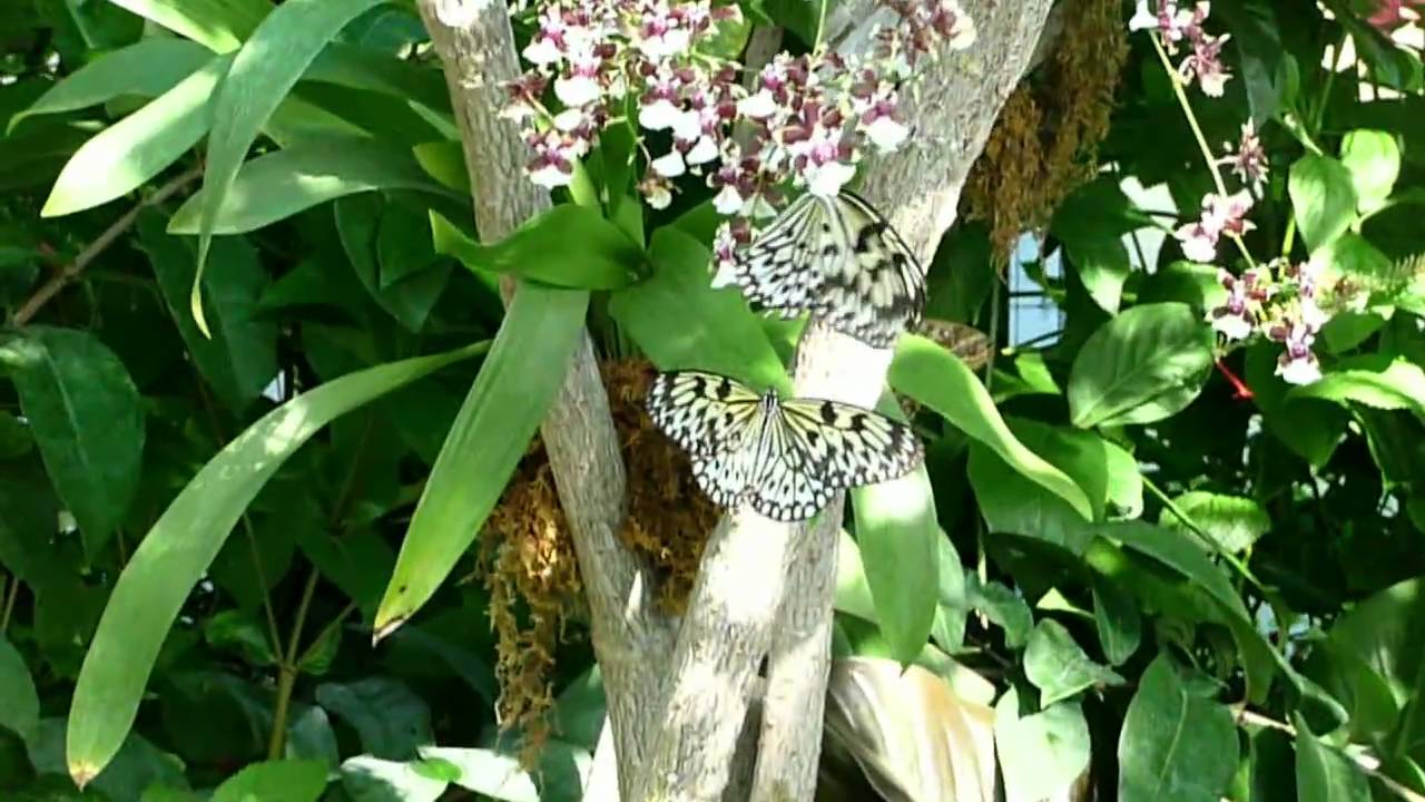 Butterfly House - Chesterfield, MO