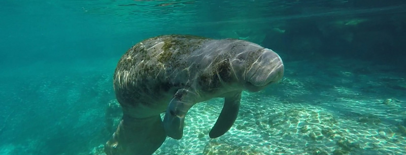 crystal river manatee