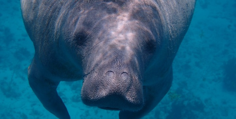 Manatee Viewing Center