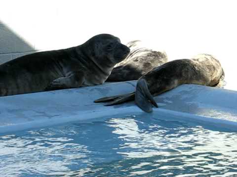 Marine Mammal Center