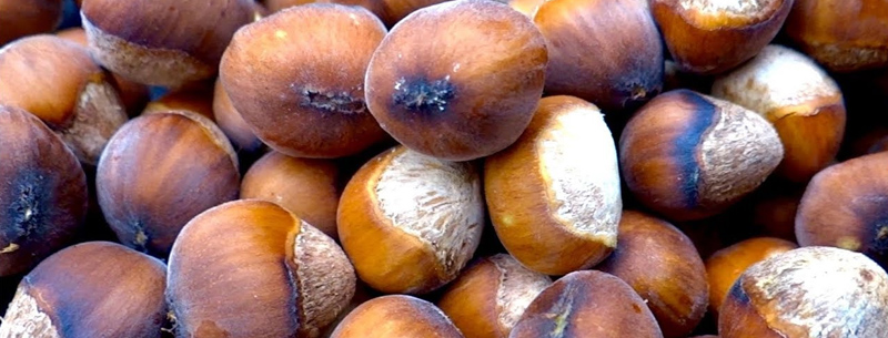 Oregon Hazelnuts