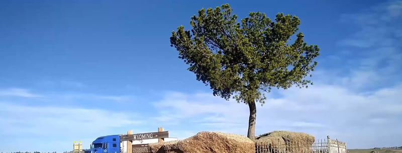 Tree in the Rock, Buford, Wyoming