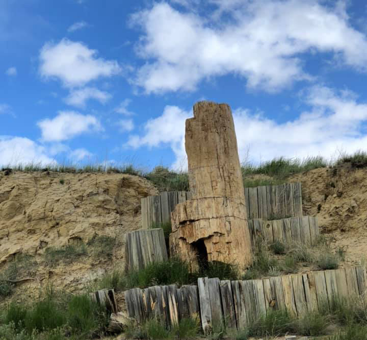 Dry Creek Petrified Forest Wyoming