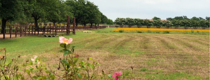 Visit Wildseed Farms in Fredericksburg