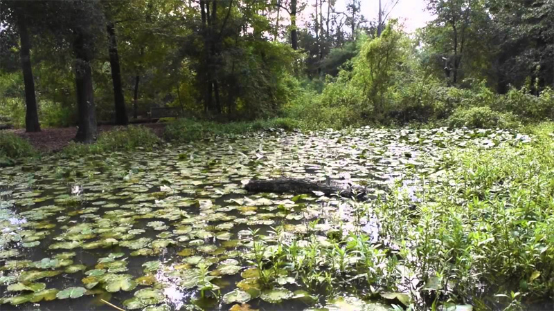 Houston Arboretum