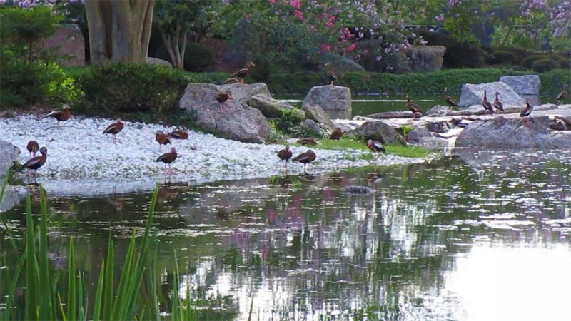 Houston Japanese Garden