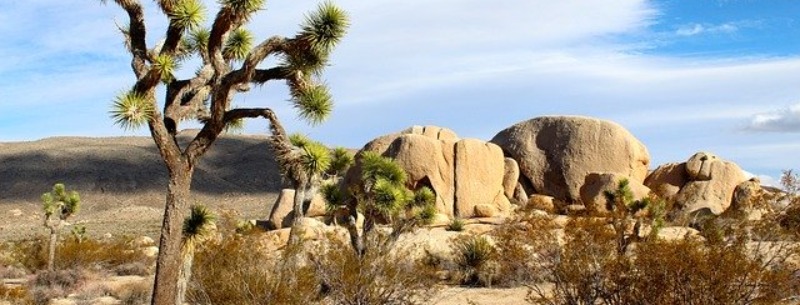 Joshua Tree National Park