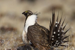 Sage-Grouse Wyoming