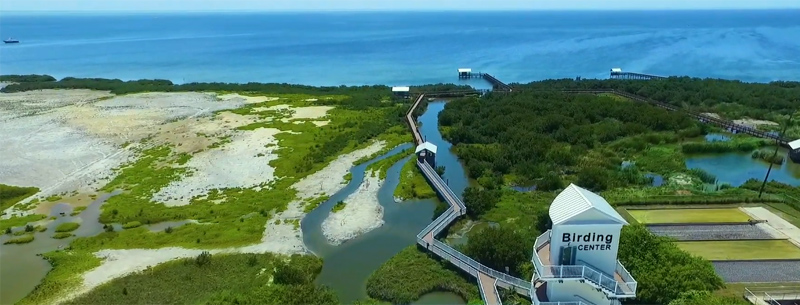 Birding Center On South Padre Island: A Rare Discovery