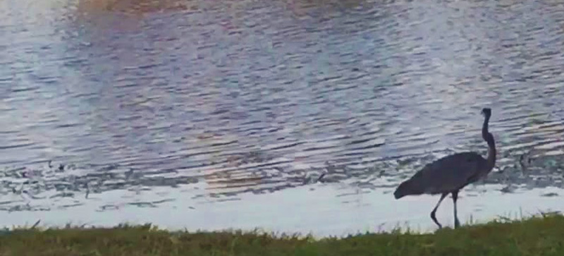 South Padre Island Heron