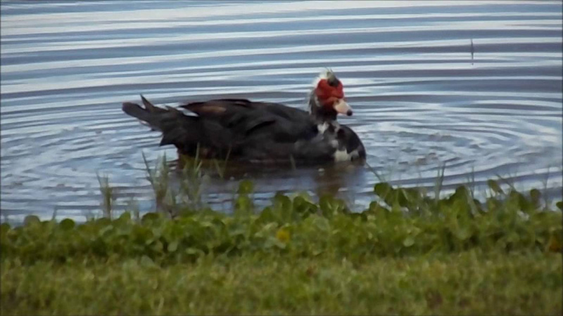 South Padre sland mohawk duck