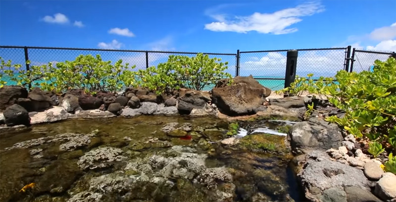 Waikiki Aquarium Honolulu