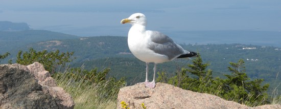 Cadillac Mountain Maine Seagull