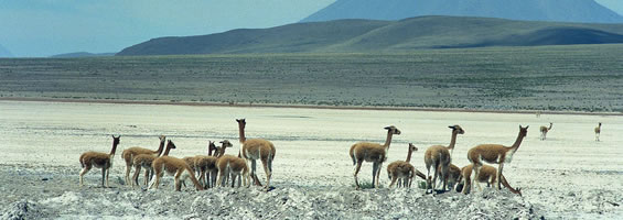 Arequipa