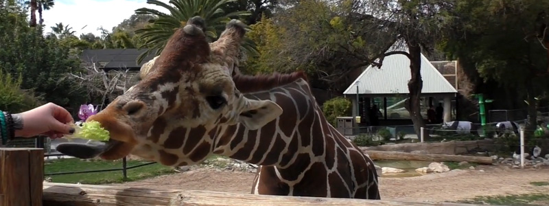 Visit Reid Park Zoo Tucson