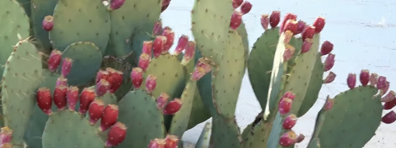 Desert Botanical Garden Opuntia - prickly Pear