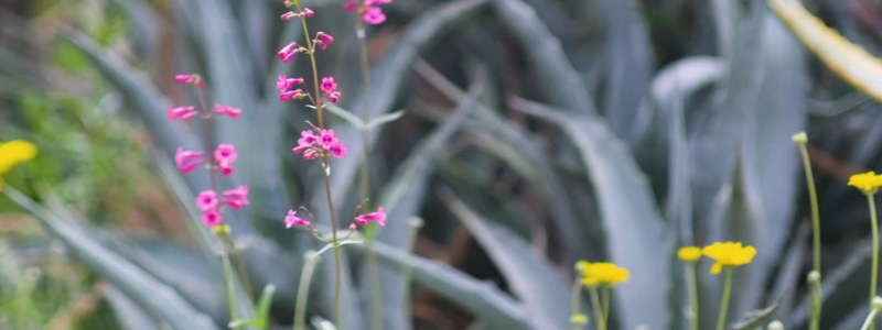 Desert Botanical Garden in Bloom