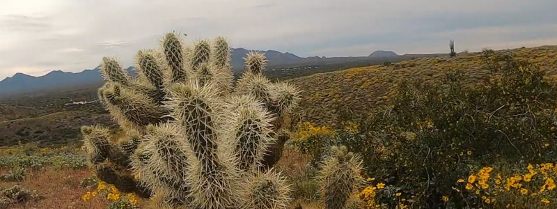 McDowell Mountain Arizona