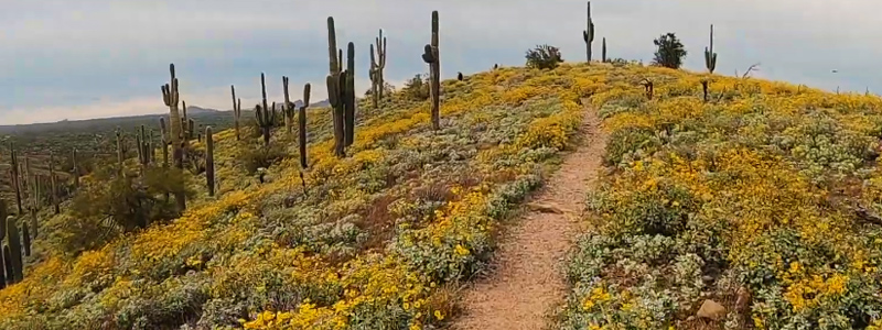 McDowell Mountain Regional Park