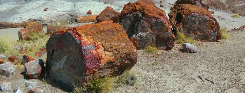 Petrified Forest