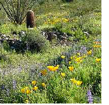 Desert Flowers at North Mountain Park in Phoenix, AZ.