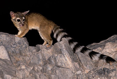 Ringtail Cat on Squaw Peak