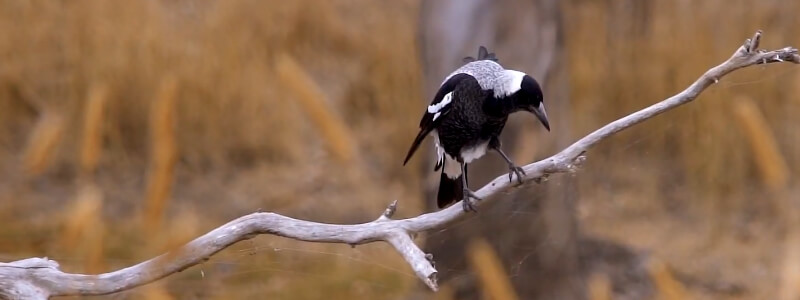 Glossy Black Cockatoos