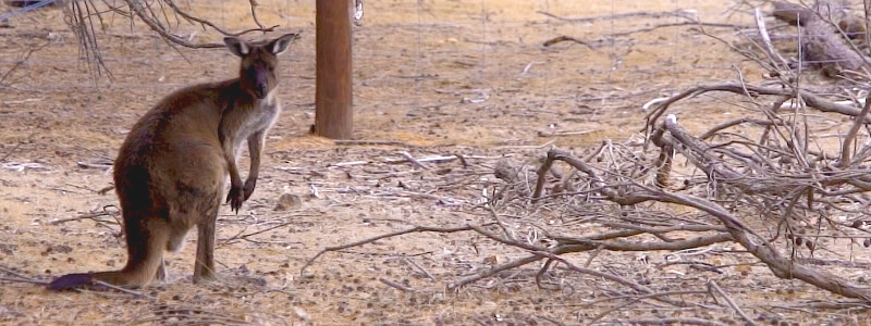 Kangaroo Island kangaroos