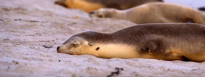 Kangaroo Island Sea Lions