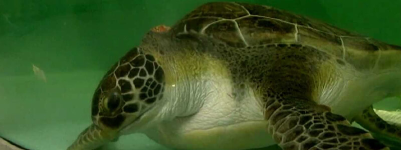 Charleston Sea Turtle Hospital