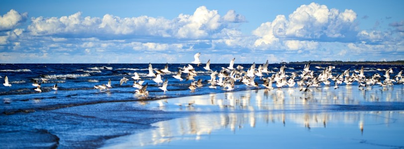 Florida Blue Wave Beaches