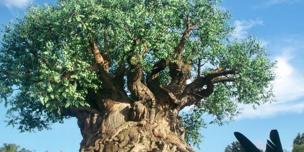 Visiting Disney’s Animal Kingdom