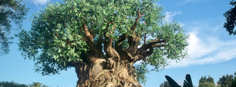 Disney Animal Kingdom