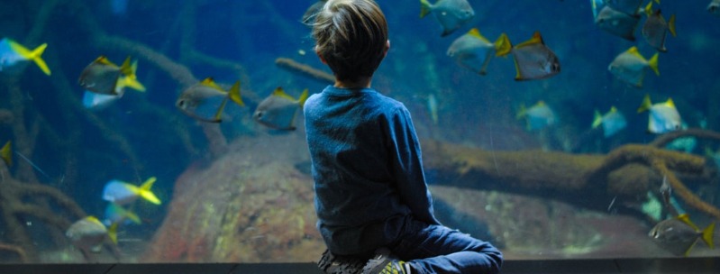 Top Childrens Aquariums