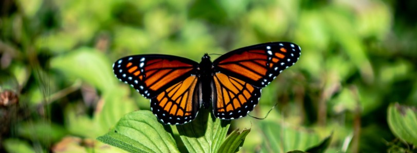 Key West Butterfly and Nature Conservatory