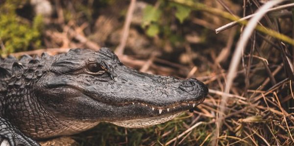 Shark Valley – Everglades National Park