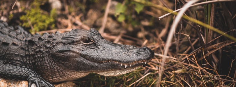 Shark Valley - Everglades National Park