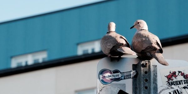 Birds of the Florida Gulf Coast