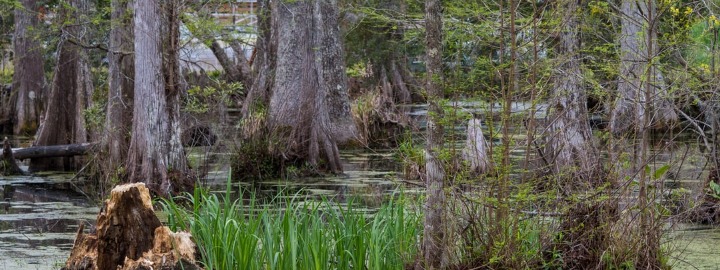 Visit the South Carolina Low Country