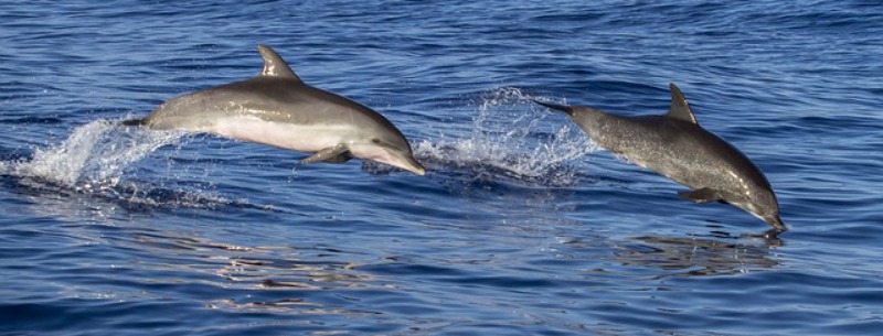 Observing Dolphins in the Wild