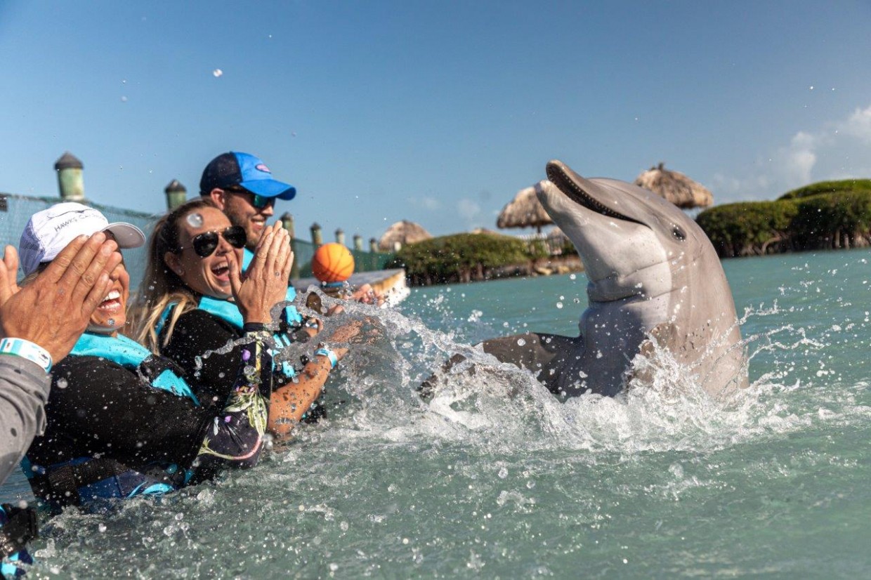 Hawks Cay Resort Dolphin Connection