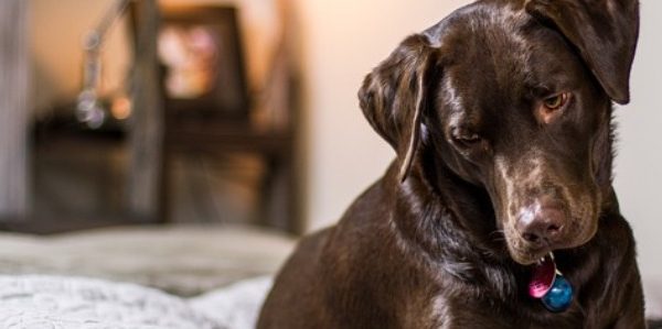 Dog Friendly Hotels St. Augustine