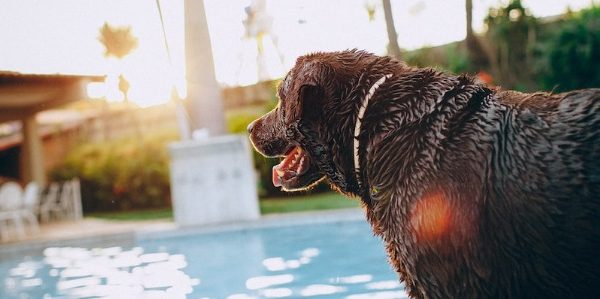 Dog Friendly Hotels Sunny Isles Beach